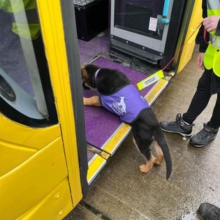 Puppy Nuri 1st time trying to get on a bus