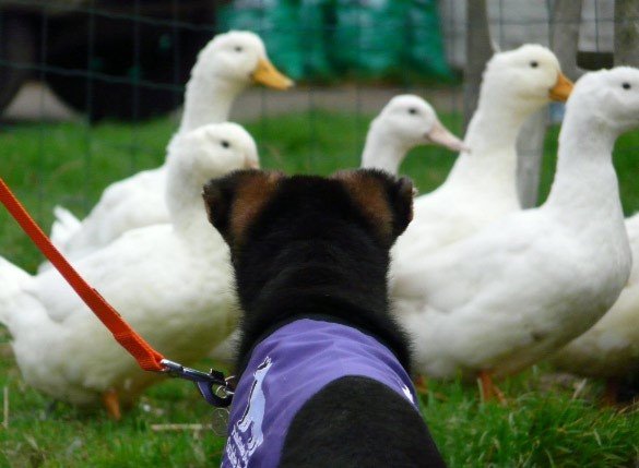 Puppy watching geese